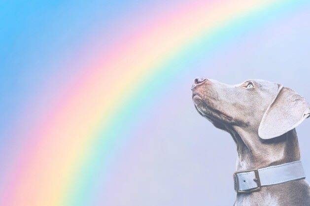 사랑의전화 복지재단, 펫로스 전화상담 시작